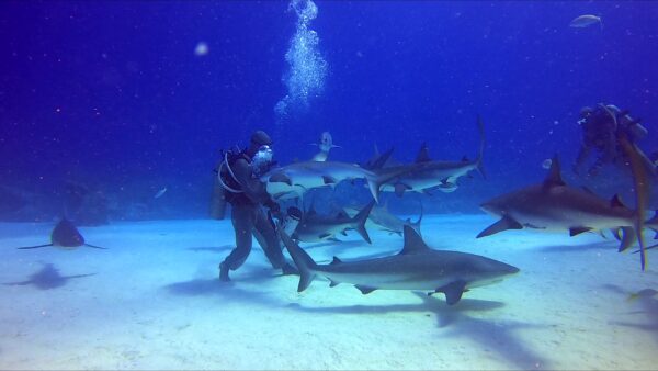 Scuba Rescue Diver